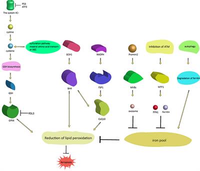 The potential of ferroptosis combined with radiotherapy in cancer treatment